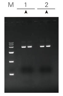 ZPK-PET-15B質(zhì)粒